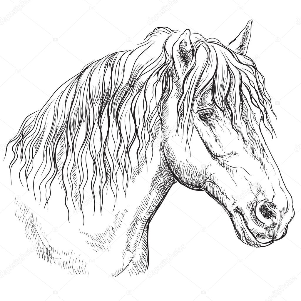 Horse portrait. Horse head in profile in monochrome colors isolated on white background. Vector hand drawing illustration