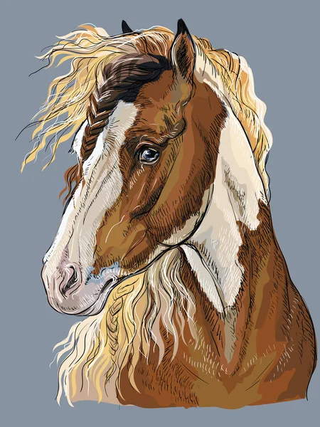 Barevné Ruční Kreslení Portrét Pinto Koně Koňské Hlavy Profilu Izolované — Stockový vektor