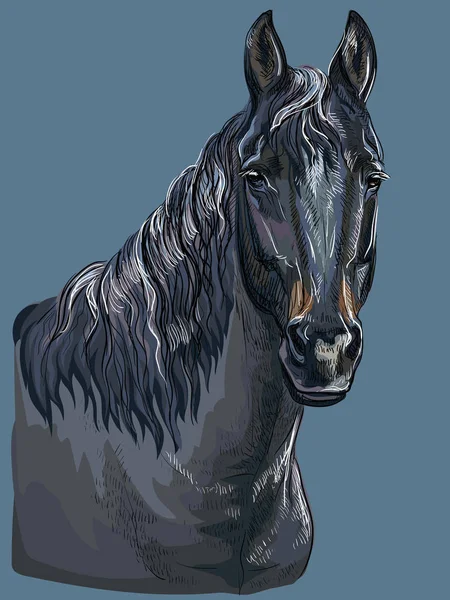 Desenho Colorido Mão Retrato Cavalo Preto Cavalo Cabeça Isolado Vetor — Vetor de Stock