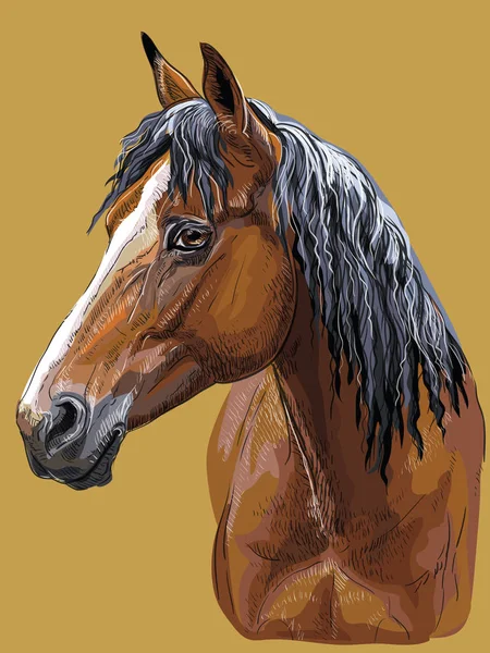 Desenho Colorido Mão Retrato Cavalo Baía Cabeça Cavalo Perfil Vetorial — Vetor de Stock