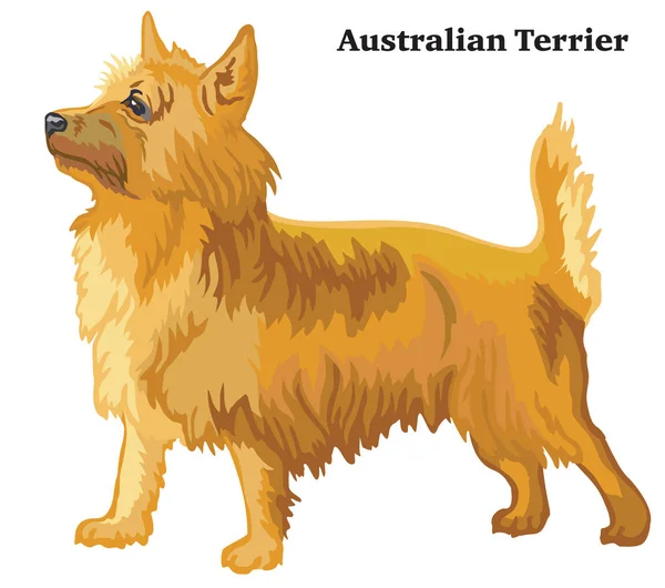 Retrato Perfil Cão Australian Terrier Vetor Ilustração Colorida Isolado Fundo —  Vetores de Stock