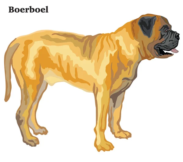 Porträtt Stående Profil Boerboel Hund Vektor Färgglada Illustration Isolerade Vit — Stock vektor