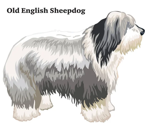 Ritratto Stare Piedi Profilo Cane Old English Sheepdog Illustrazione Colorata — Vettoriale Stock