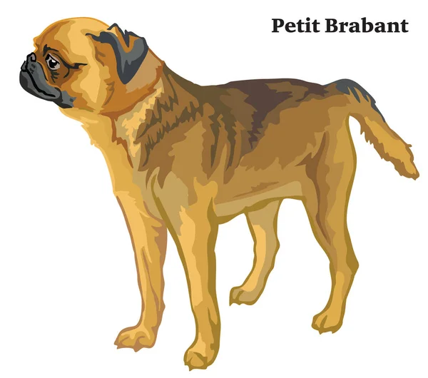 Portrait Chien Profil Petit Brabant Illustration Vectorielle Colorée Isolée Sur — Image vectorielle