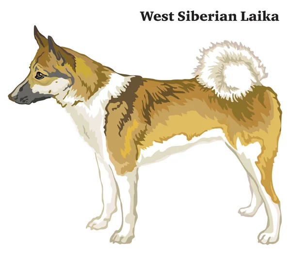 Portrait Standing Profile Dog West Siberian Laika Vector Colorful Illustration — Stock Vector