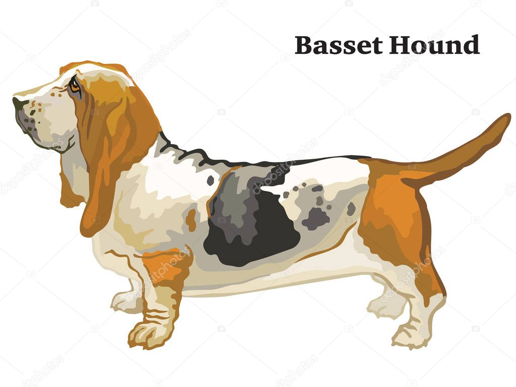 Portrait of standing in profile Basset Hound dog, vector colorful illustration isolated on white background