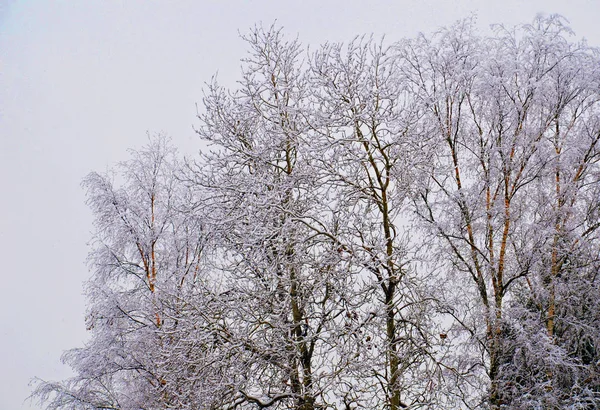 Citra Saham Cabang Cabang Birch Dalam Rime Pemandangan Musim Dingin — Stok Foto
