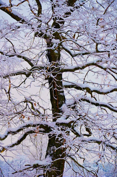 Immagine Stock Trunk Quercia Rime Ghiaccio Immagine Invernale — Foto Stock