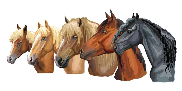 Conjunto Coloridos Retratos Vectoriales Razas Caballos Que Miran Perfil Caballo — Archivo Imágenes Vectoriales