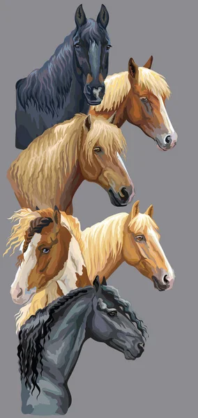 Вертикальная Открытка Портретами Пород Лошадей Российская Тяжелая Драфт Лошадь Белорусская — стоковый вектор