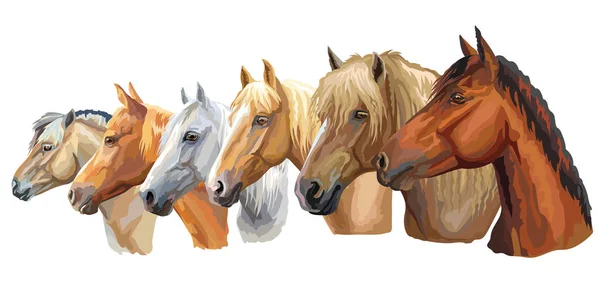 Conjunto Coloridos Retratos Vectoriales Razas Caballos Que Miran Perfil Caballo — Archivo Imágenes Vectoriales