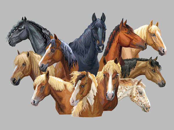 Set of colorful vector portraits of different horses breeds (Russian Heavy Draft Horse; Byelorussian Harness Horse; Friesian horse, Welsh pony) isolated on grey background