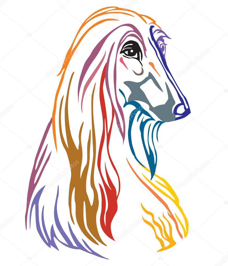 Colorful decorative portrait of Dog Afghan Hound, vector illustration in different colors isolated on white background. Image for design and tattoo. 