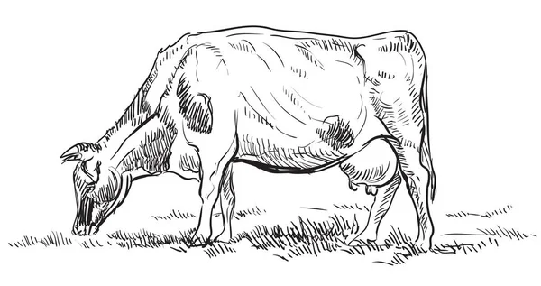 向量手绘例证母牛在牧场站立在外形 单色矢量手绘素描插图在黑色查出在白色背景 — 图库矢量图片