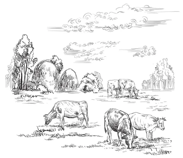 Vetor Mão Desenho Ilustração Vacas Pasto Perfil Paisagem Rústica Desenho — Vetor de Stock