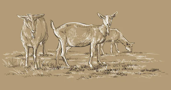 Dibujo Mano Vectorial Ilustración Cabras Sobre Pasto Pie Perfil Ilustración — Archivo Imágenes Vectoriales