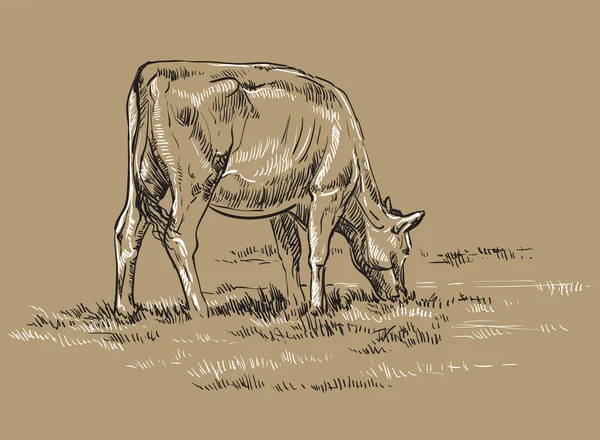 Dessin Vectoriel Main Illustration Vache Sur Pâturage Debout Profil Illustration — Image vectorielle