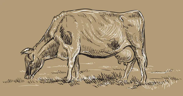 Vetor Mão Desenho Ilustração Vaca Pasto Perfil Desenho Mão Vetorial —  Vetores de Stock