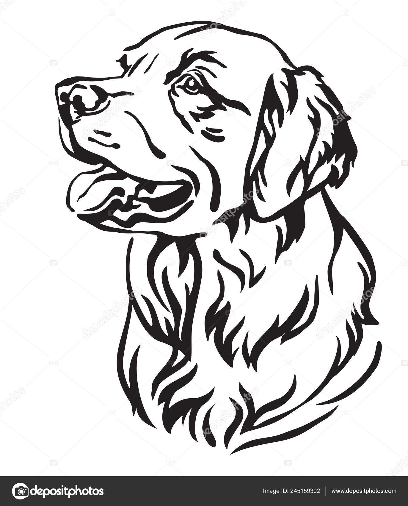 Retrato Contorno Decorativo Dog Golden Retriever Olhando Perfil