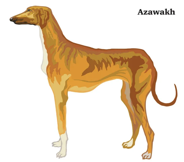 Retrato de pie decorativo de color del vector Azawakh illustrat — Archivo Imágenes Vectoriales