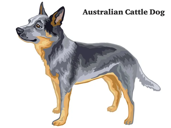 Retrato de pé decorativo colorido de Australian Cattle Dog ve —  Vetores de Stock