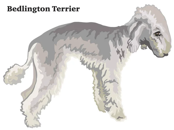 Bedlington Terrier vecto renkli dekoratif ayakta portresi — Stok Vektör