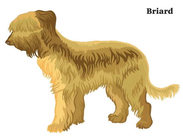Brie çoban köpeği vektör illustrati renkli dekoratif ayakta portresi — Stok Vektör