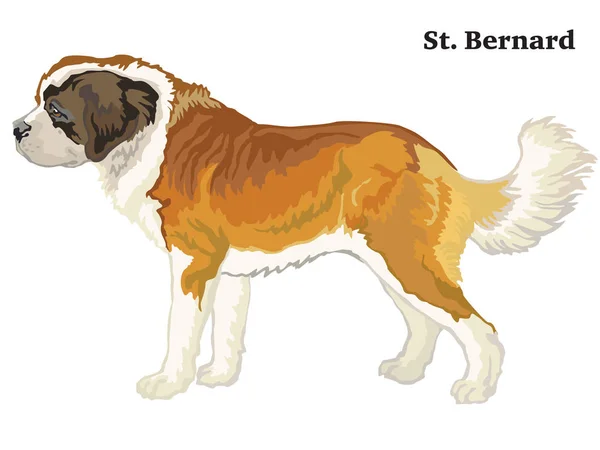 Colored decorative standing portrait of St. Bernard Dog vector i — Stock Vector