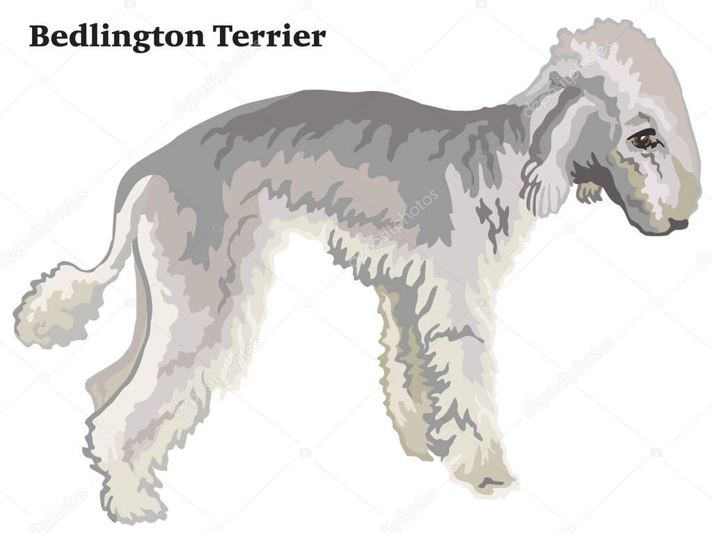 Colored decorative standing portrait of Bedlington Terrier vecto
