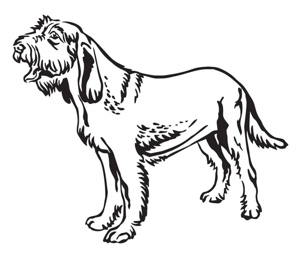 Декоративный портрет собаки Спиноне Итальянская векторная иллюстрация — стоковый вектор