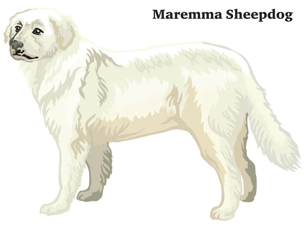 Retrato de pé decorativo colorido do vetor Maremma Sheepdog — Vetor de Stock