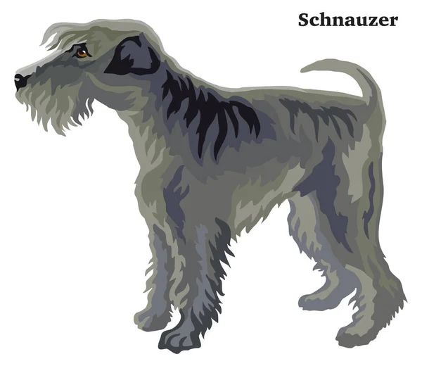 Colored decorative standing portrait of Schnauzer vector illustr — Stock Vector