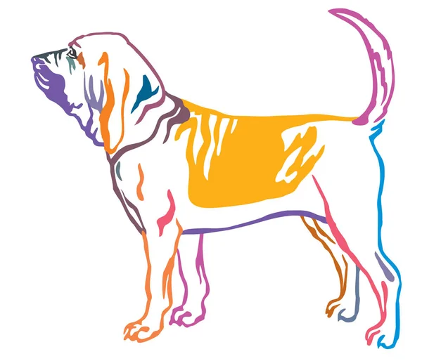 Barevné Dekorativní portrét pes Bloodhound vektor illustrati — Stockový vektor