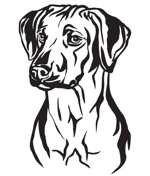 Decorative portrait of Rhodesian Ridgeback Dog vector illustrati — Stock Vector
