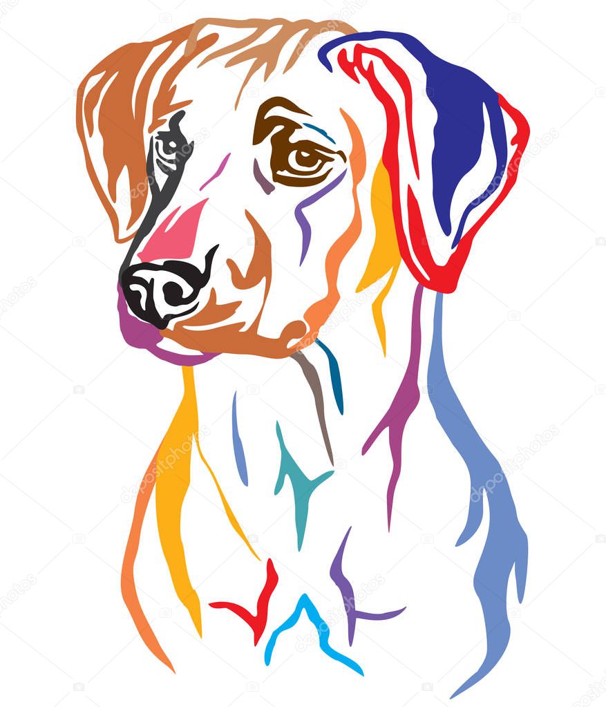 Colorful decorative portrait of Rhodesian Ridgeback Dog vector i