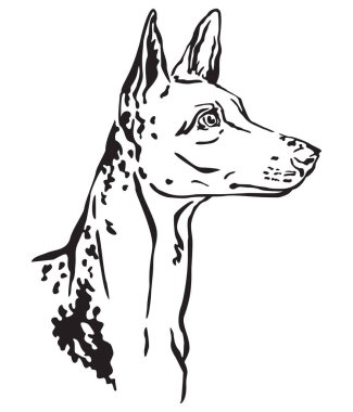 Decorative portrait of Ibizan Hound Dog vector illustration clipart