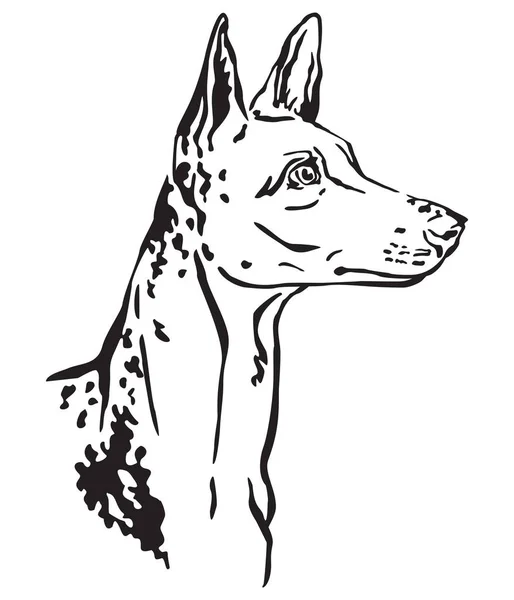 Retrato decorativo de Ibizan Hound Perro vector ilustración — Archivo Imágenes Vectoriales