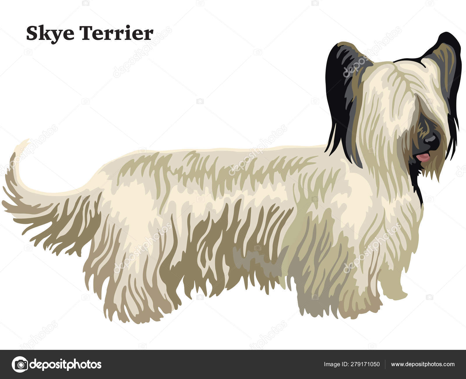 ᐈ Skye Terrier Stock Pics Royalty Free Skye Terrier Vectors Download On Depositphotos