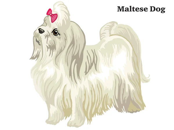 Colored decorative standing portrait of Maltese dog vector illus — Stock Vector