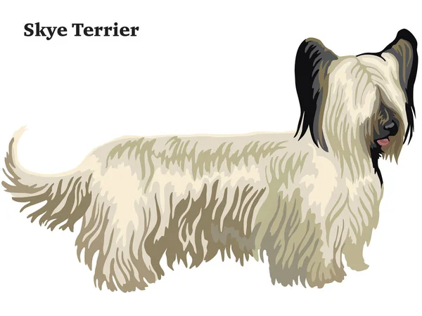 Retrato de pie decorativo de color de Skye Terrier vector illu — Vector de stock