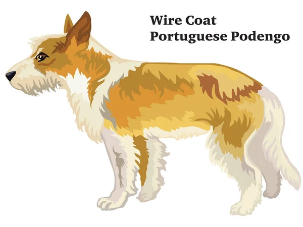 Colored decorative standing portrait of Wire Coat Portuguese Pod — Stock Vector