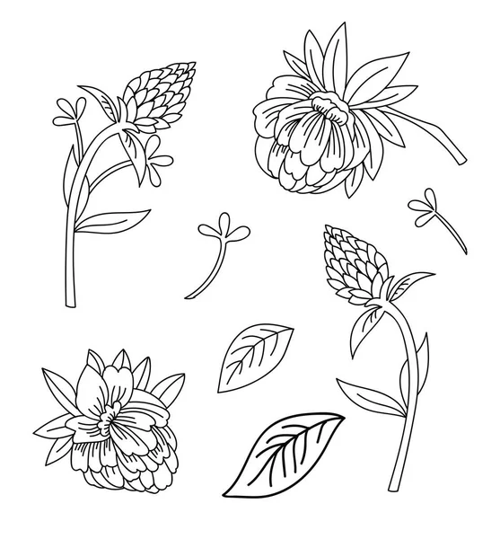 Bloemen Botanische Set Met Hand Getrokken Lijn Kunst Decoratieve Bloemen — Stockvector