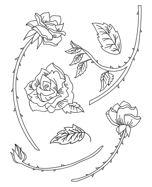 Floral Botanisches Set Mit Gezeichneten Linien Kunst Rosenblüten Und Stiel — Stockvektor