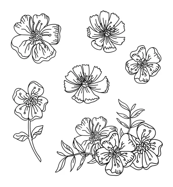 Bloemen Botanische Set Met Hand Getrokken Lijn Kunst Boterbloem Cosmea — Stockvector