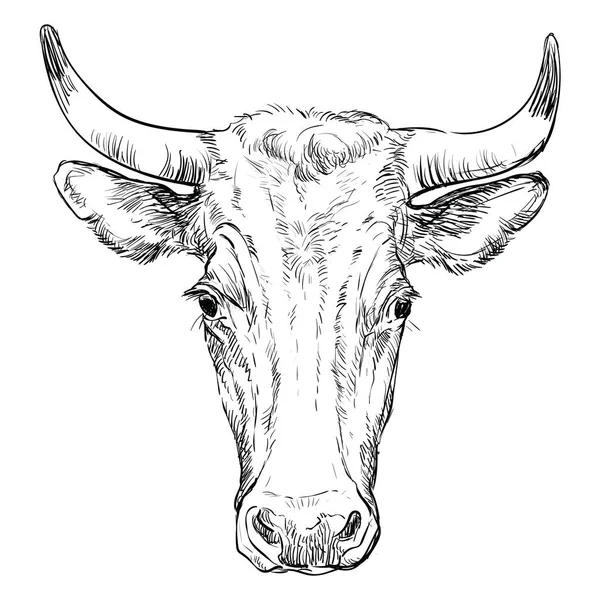 Croquis Tête Vache Monochrome Illustration Vectorielle Dessinée Main Isolée Sur — Image vectorielle