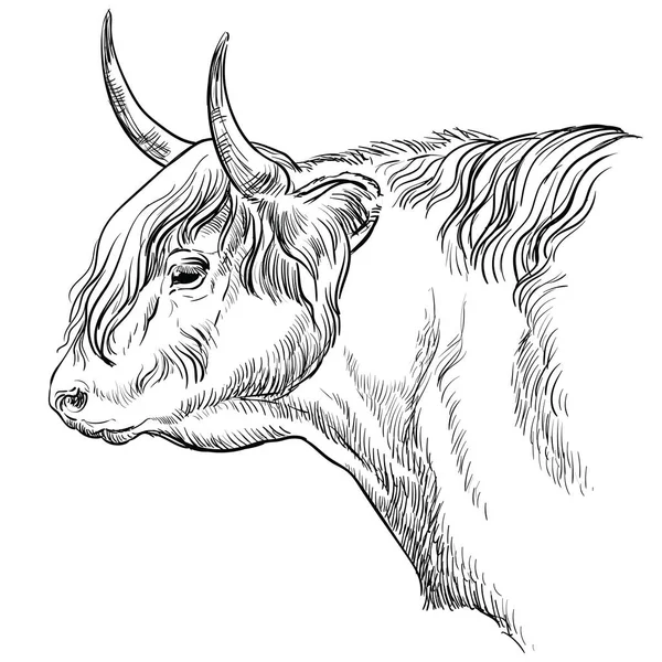 Dibujo Cabeza Toro Monocromo Ilustración Vectorial Dibujada Mano Aislada Sobre — Archivo Imágenes Vectoriales