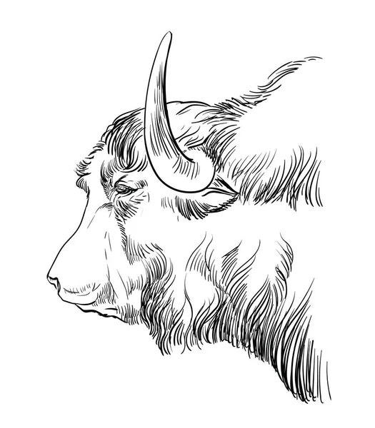 单色奶牛头像草图手绘矢量图解分离的白色背景 用于标签 印刷品和设计的藏族牦牛古董插图 — 图库矢量图片
