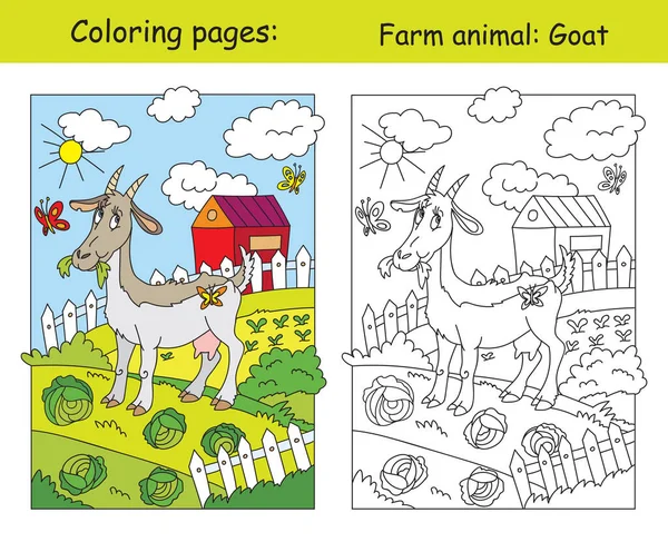 Kolorowanki Zabawną Kozą Żującą Kapustę Farmie Kolorowanki Kolorowy Obraz Kozy — Wektor stockowy
