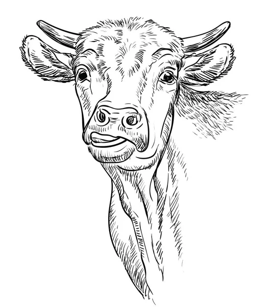 Cabeza de toro divertido dibujo a mano ilustración — Archivo Imágenes Vectoriales