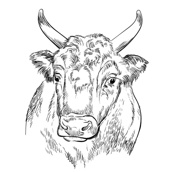 Cabeza de toro fuerte dibujo a mano ilustración — Vector de stock